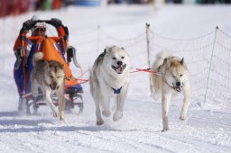Lenk 2013